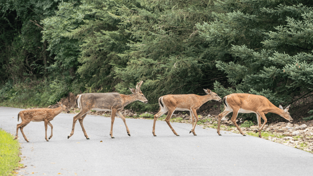 In 2021, Michigan Saw 50,000 Deer-Related Crashes: Here’s How to Avoid an Accident During Peak Deer Season